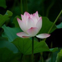 万丈红尘